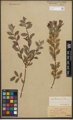 Foto von Salix starkeana Willd.